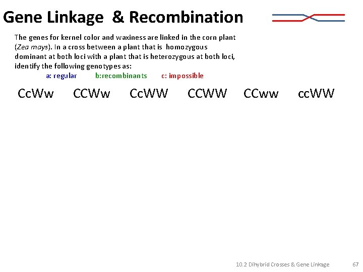 Gene Linkage & Recombination The genes for kernel color and waxiness are linked in