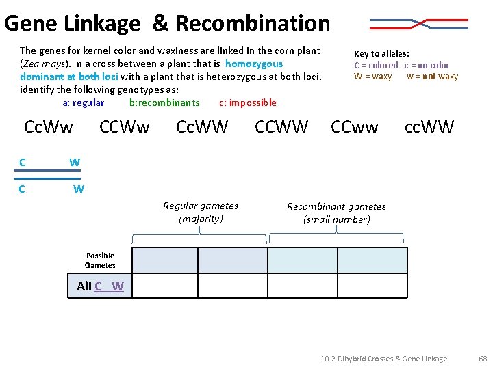 Gene Linkage & Recombination The genes for kernel color and waxiness are linked in