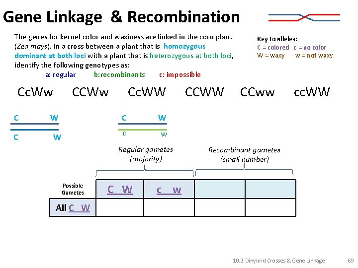 Gene Linkage & Recombination The genes for kernel color and waxiness are linked in