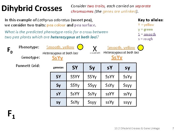 Dihybrid Crosses Consider two traits, each carried on separate chromsomes (the genes are unlinked).