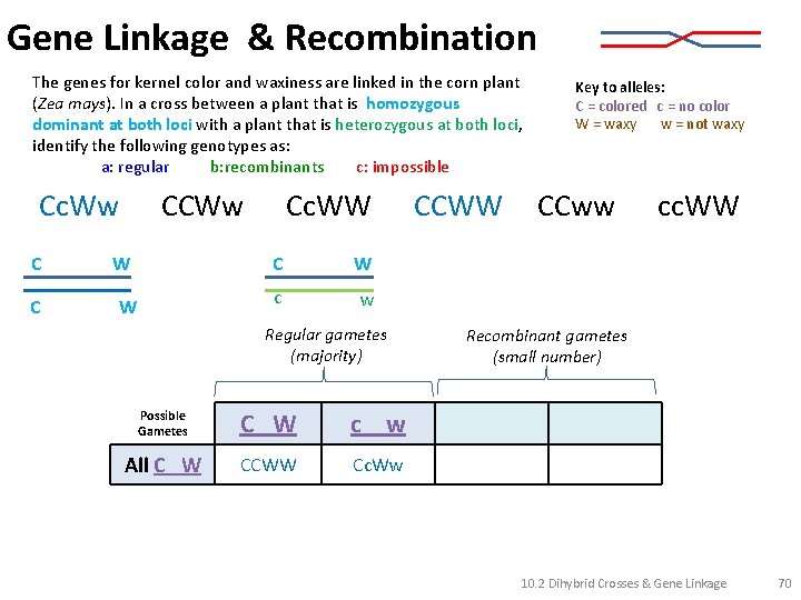 Gene Linkage & Recombination The genes for kernel color and waxiness are linked in