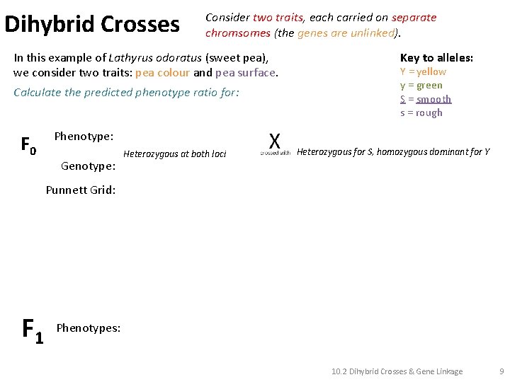 Dihybrid Crosses Consider two traits, each carried on separate chromsomes (the genes are unlinked).