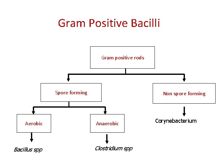 Gram Positive Bacilli Gram positive rods Spore forming Aerobic Bacillus spp Non spore forming