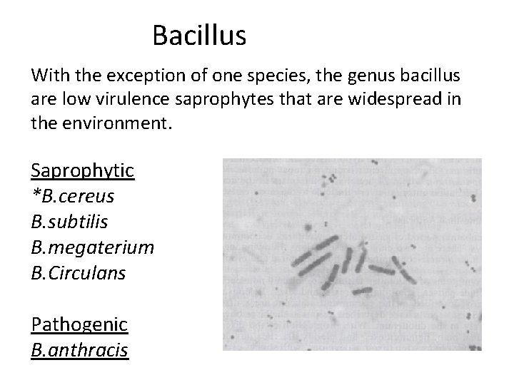 Bacillus With the exception of one species, the genus bacillus are low virulence saprophytes