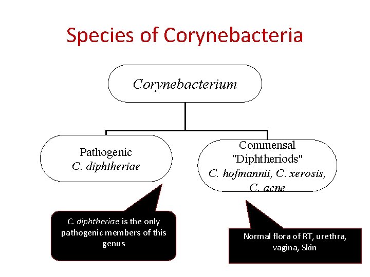 Species of Corynebacteria Corynebacterium Pathogenic C. diphtheriae is the only pathogenic members of this