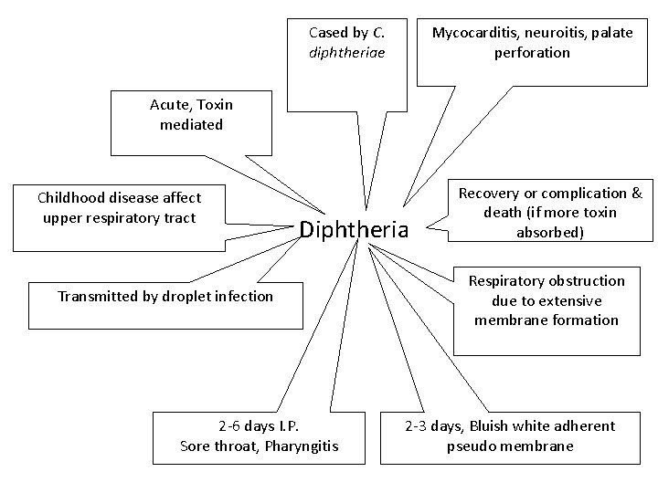 Cased by C. diphtheriae Mycocarditis, neuroitis, palate perforation Acute, Toxin mediated Childhood disease affect