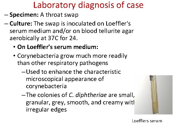 Laboratory diagnosis of case – Specimen: A throat swap – Culture: The swap is