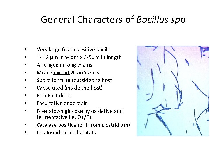 General Characters of Bacillus spp • • • Very large Gram positive bacilli 1