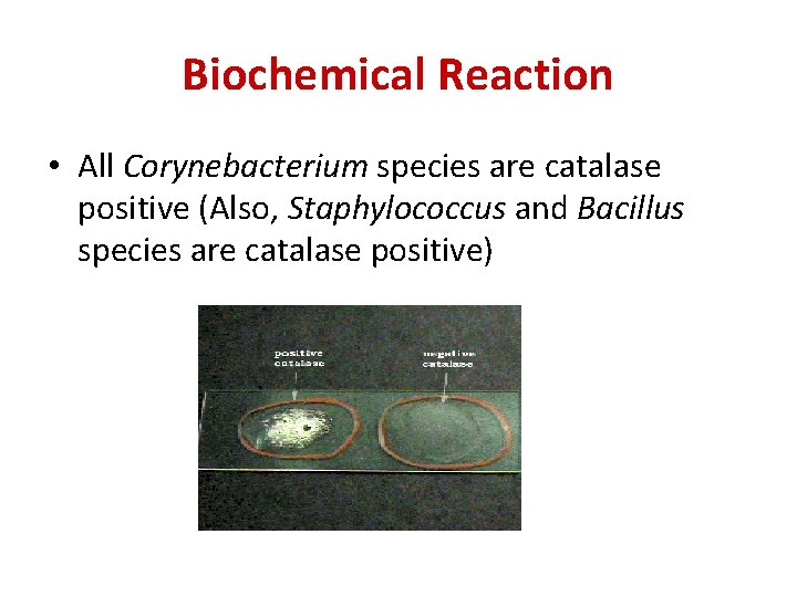 Biochemical Reaction • All Corynebacterium species are catalase positive (Also, Staphylococcus and Bacillus species