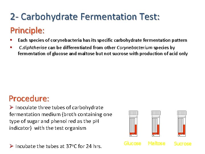 2 - Carbohydrate Fermentation Test: Principle: § § Each species of corynebacteria has its