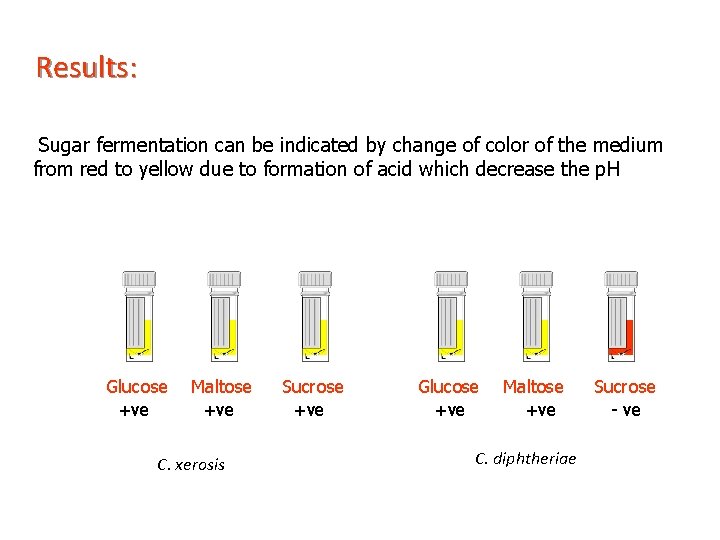 Results: Sugar fermentation can be indicated by change of color of the medium from