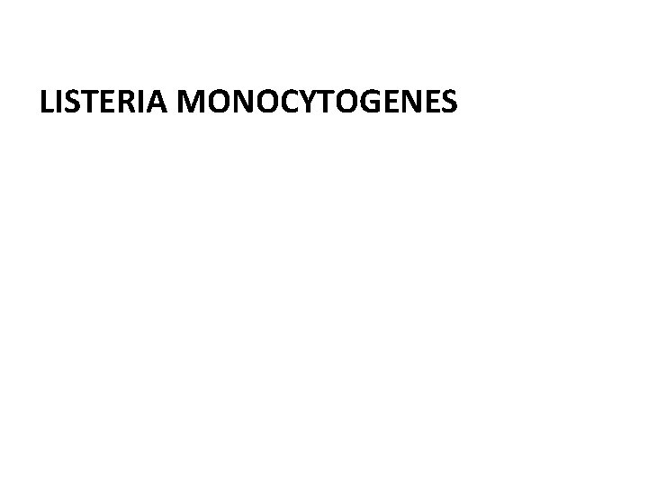 LISTERIA MONOCYTOGENES 