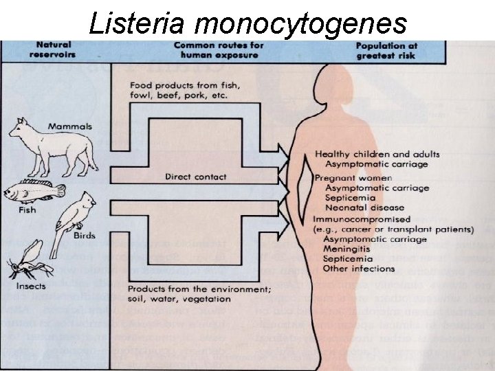 Listeria monocytogenes 