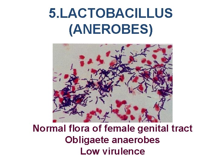 5. LACTOBACILLUS (ANEROBES) Normal flora of female genital tract Obligaete anaerobes Low virulence 