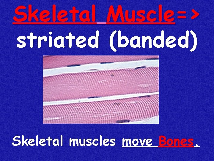 Skeletal Muscle=> striated (banded) Skeletal muscles move Bones. 