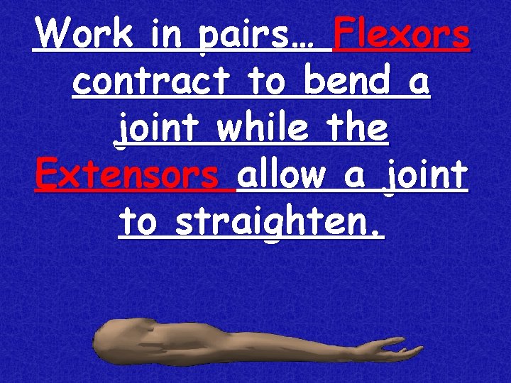 Work in pairs… Flexors contract to bend a joint while the Extensors allow a