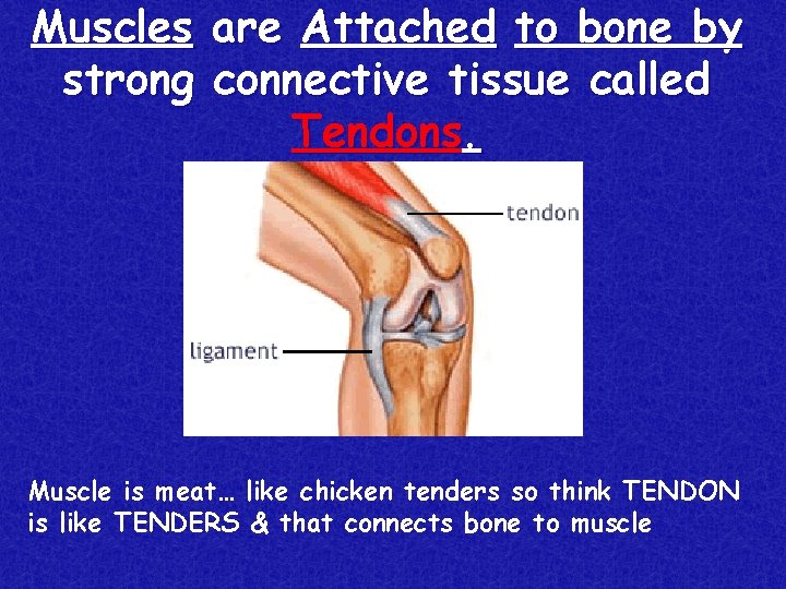 Muscles are Attached to bone by strong connective tissue called Tendons. Muscle is meat…