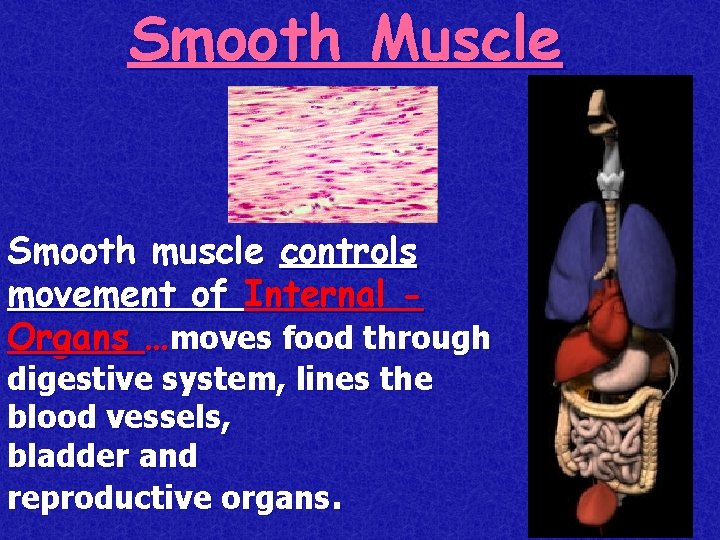 Smooth Muscle Smooth muscle controls movement of Internal Organs …moves food through digestive system,