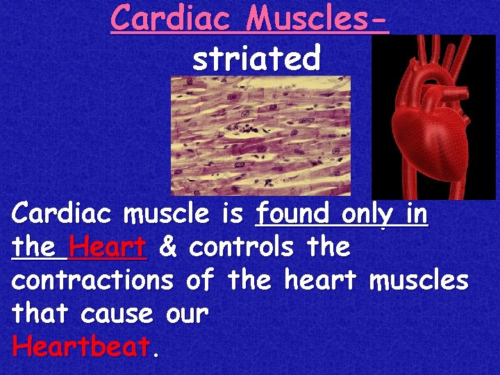 Cardiac Musclesstriated Cardiac muscle is found only in the Heart & controls the contractions