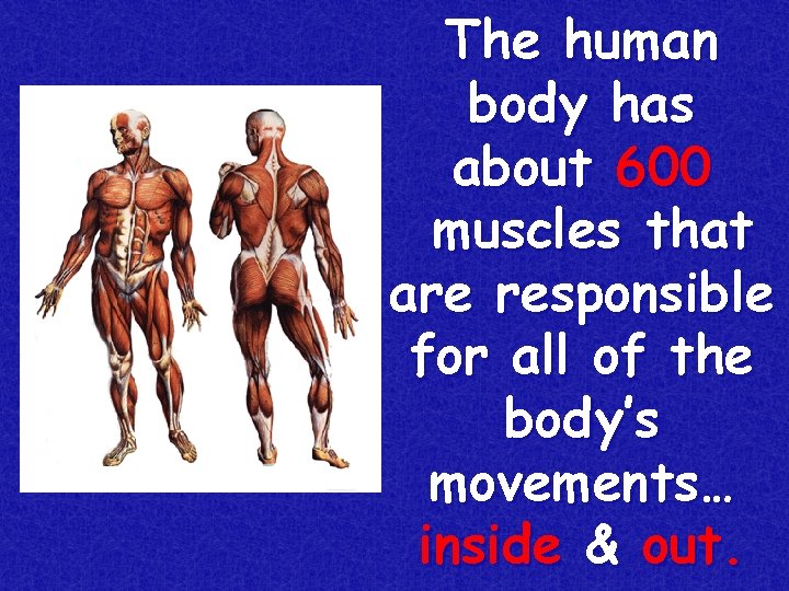 The human body has about 600 muscles that are responsible for all of the