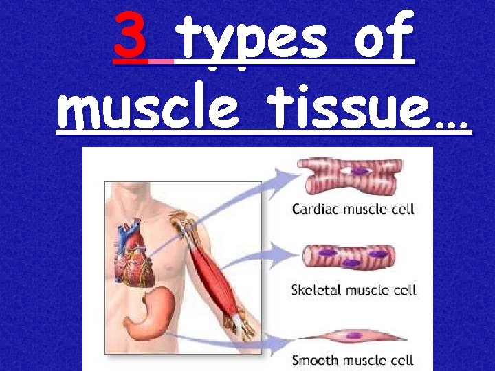 3 types of muscle tissue… 