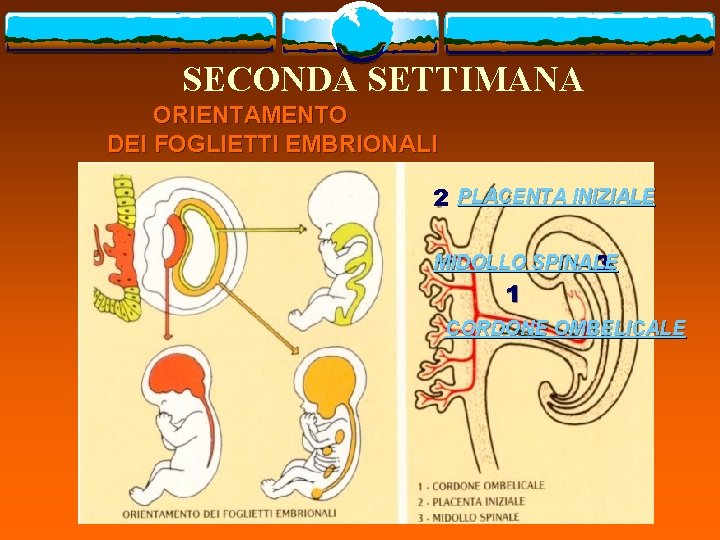 SECONDA SETTIMANA ORIENTAMENTO DEI FOGLIETTI EMBRIONALI 2 PLACENTA INIZIALE MIDOLLO SPINALE 3 1 CORDONE