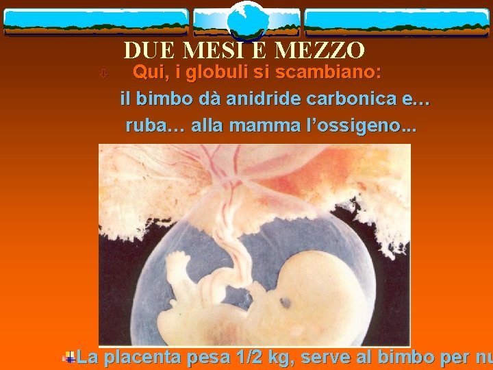 DUE MESI E MEZZO ò Qui, i globuli si scambiano: il bimbo dà anidride