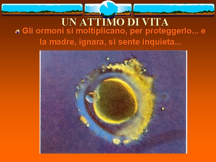 UN ATTIMO DI VITA Gli ormoni si moltiplicano, per proteggerlo. . . e la