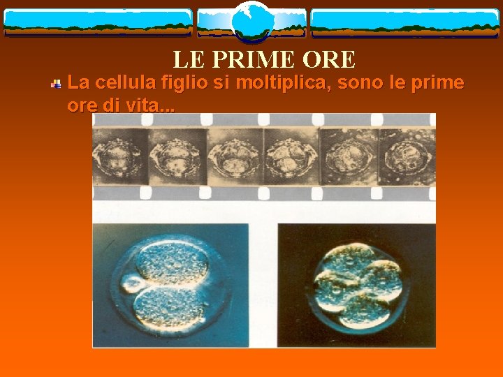 LE PRIME ORE La cellula figlio si moltiplica, sono le prime ore di vita.