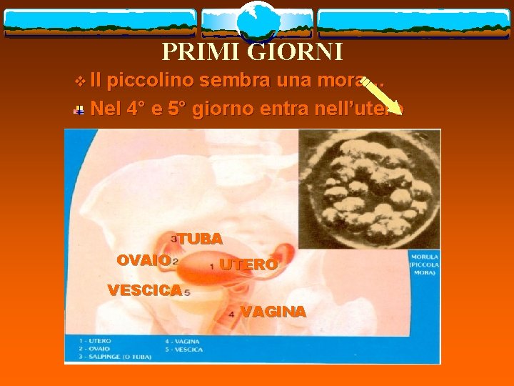 PRIMI GIORNI v Il piccolino sembra una mora… Nel 4° e 5° giorno entra