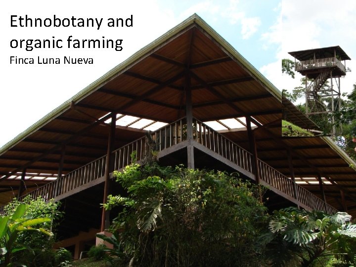 Ethnobotany and organic farming Finca Luna Nueva 