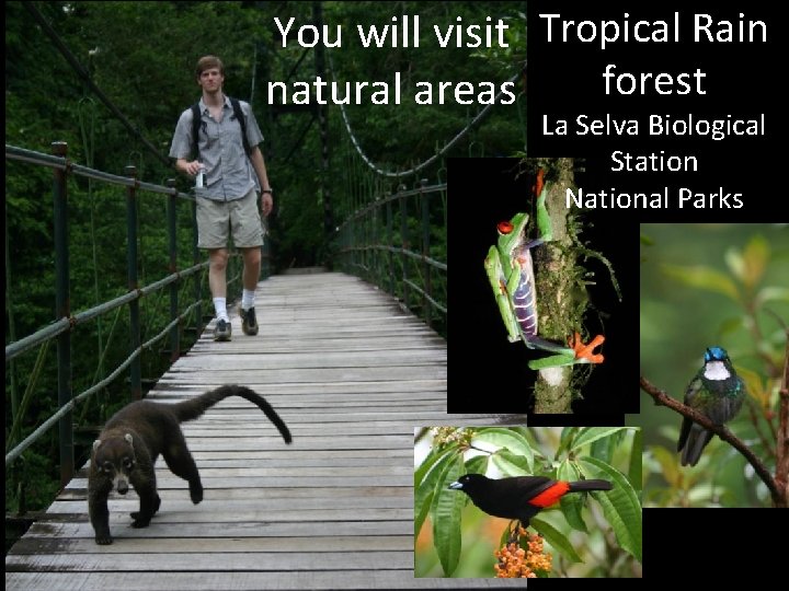 You will visit Tropical Rain forest natural areas La Selva Biological Station National Parks