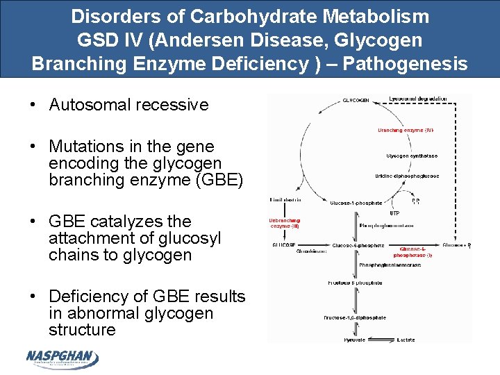 Disorders of Carbohydrate Metabolism GSD IV (Andersen Disease, Glycogen Branching Enzyme Deficiency ) –