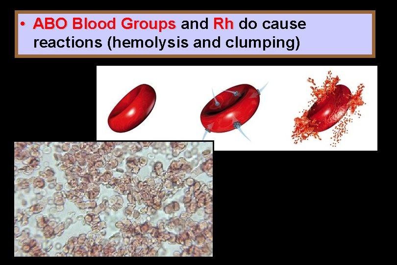  • ABO Blood Groups and Rh do cause reactions (hemolysis and clumping) 