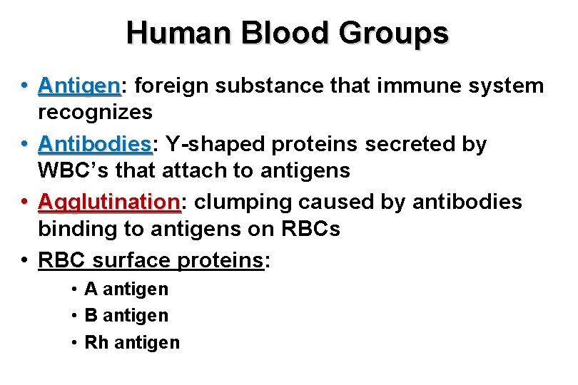 Human Blood Groups • Antigen: Antigen foreign substance that immune system recognizes • Antibodies: