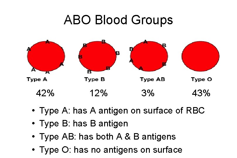 ABO Blood Groups 42% • • 12% 3% 43% Type A: has A antigen