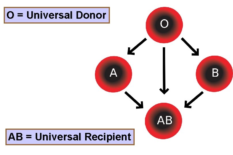 O = Universal Donor AB = Universal Recipient 