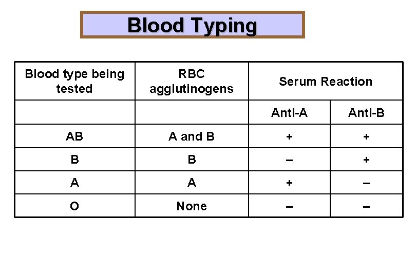 Blood Typing Blood type being tested RBC agglutinogens Serum Reaction Anti-A Anti-B AB A