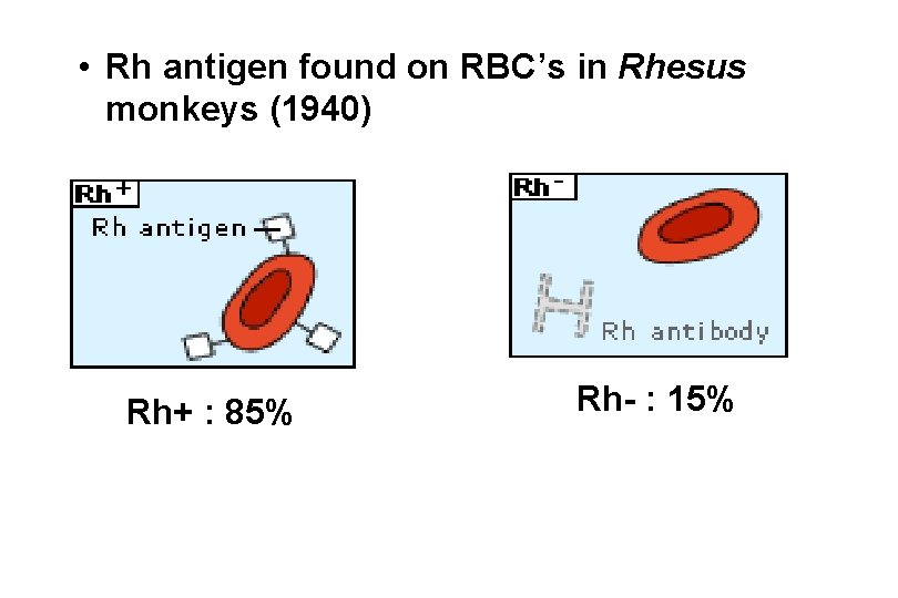  • Rh antigen found on RBC’s in Rhesus monkeys (1940) Rh+ : 85%