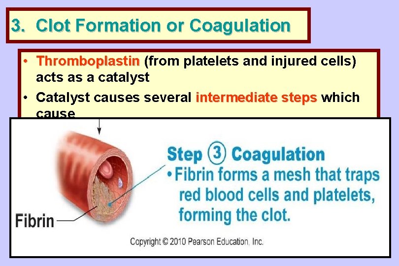 3. Clot Formation or Coagulation • Thromboplastin (from platelets and injured cells) acts as