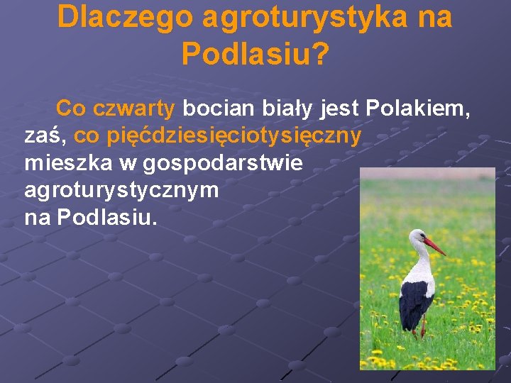 Dlaczego agroturystyka na Podlasiu? Co czwarty bocian biały jest Polakiem, zaś, co pięćdziesięciotysięczny mieszka