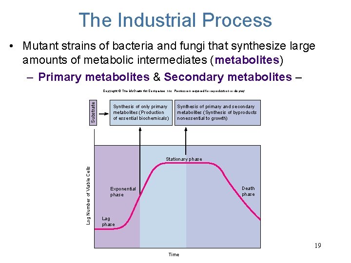 The Industrial Process • Mutant strains of bacteria and fungi that synthesize large amounts