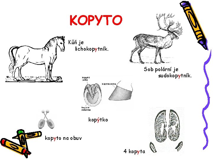 KOPYTO Kůň je lichokopytník. Sob polární je sudokopytník. kopýtko kopyto na obuv 4 kopyta