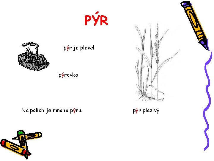 PÝR pýr je plevel pýrovka Na polích je mnoho pýru. pýr plazivý 