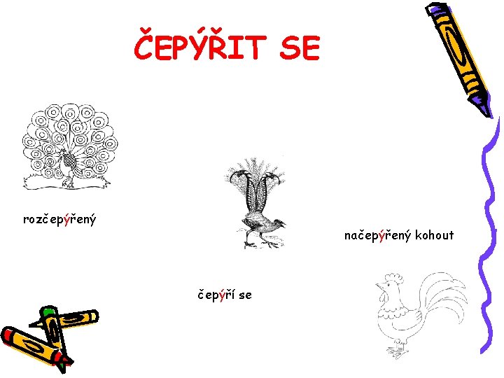 ČEPÝŘIT SE rozčepýřený načepýřený kohout čepýří se 