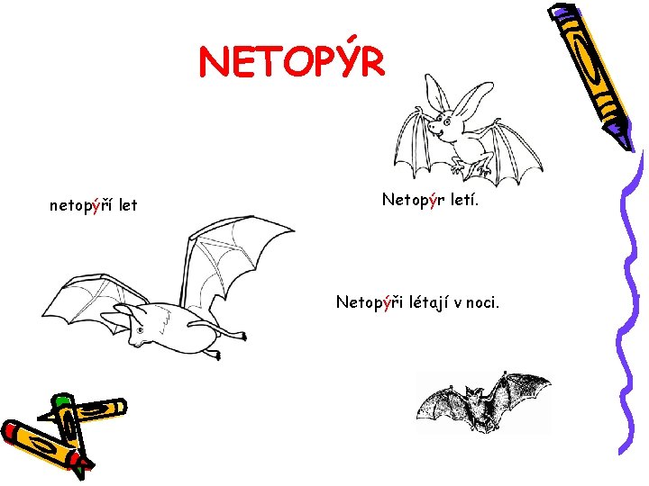 NETOPÝR netopýří let Netopýr letí. Netopýři létají v noci. 