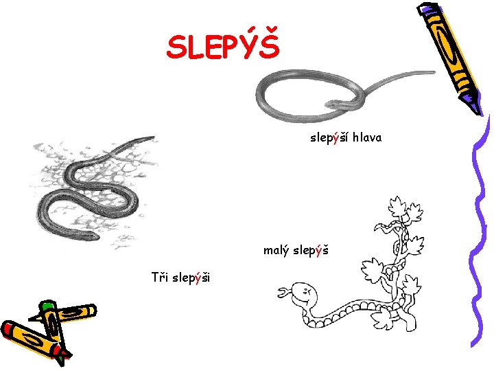 SLEPÝŠ slepýší hlava malý slepýš Tři slepýši 