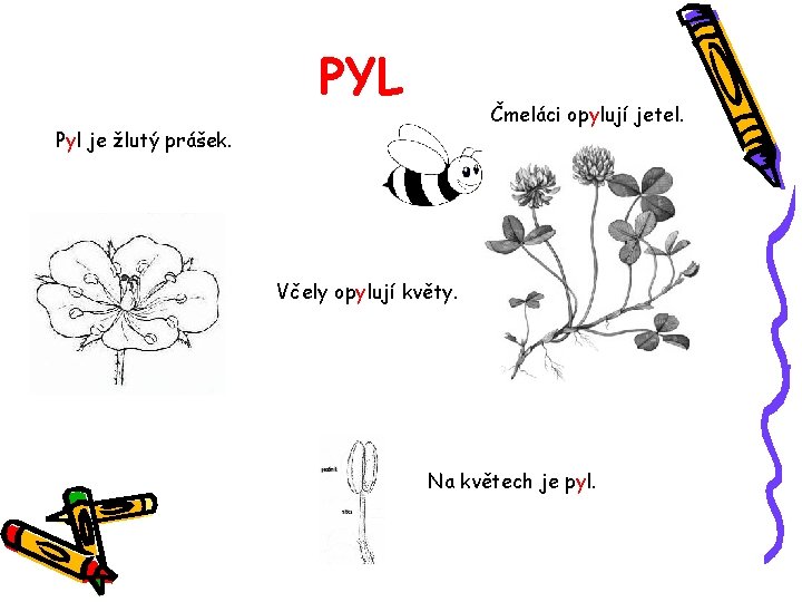 PYL Čmeláci opylují jetel. Pyl je žlutý prášek. Včely opylují květy. Na květech je