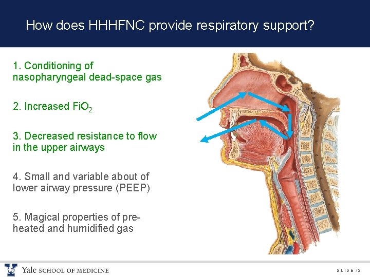 How does HHHFNC provide respiratory support? 1. Conditioning of nasopharyngeal dead-space gas 2. Increased