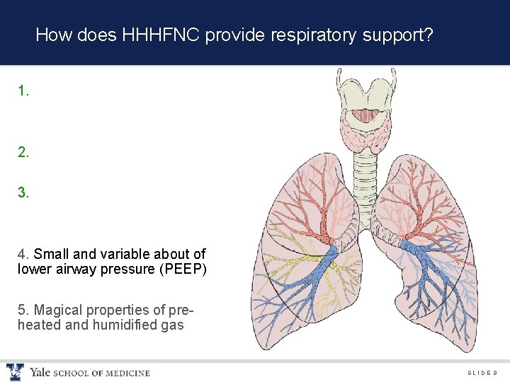 How does HHHFNC provide respiratory support? 1. 2. 3. 4. Small and variable about